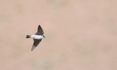 Tachycineta leucorrhoa