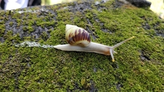 Amphidromus perversus