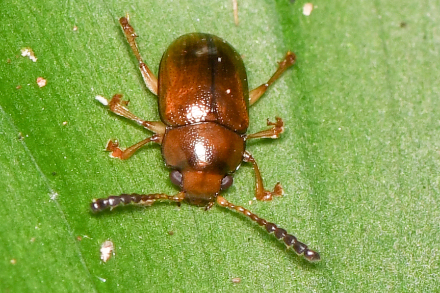 Agrosterna