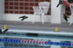 Hirundo rustica
