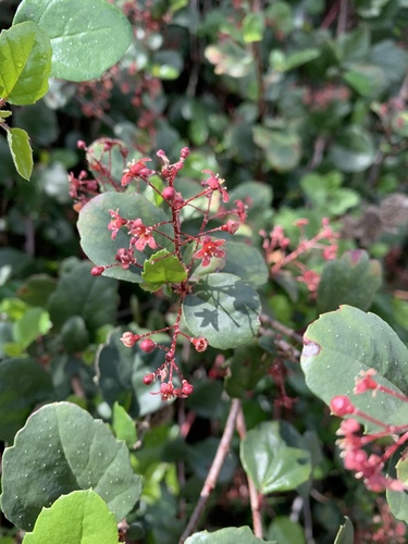 island gooseberry (Ribes viburnifolium)