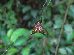 Acrosomoides acrosomoides