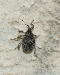 Mogulones geographicus