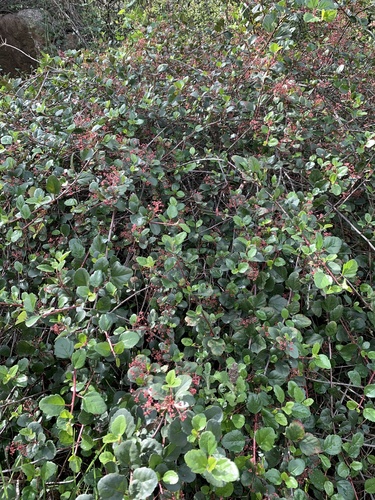 Ribes viburnifolium