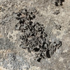 Lathagrium fuscovirens