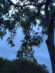 Corymbia ptychocarpa