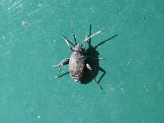 Chlamydatus evanescens