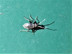 Chlamydatus evanescens