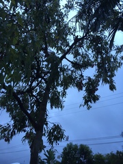 Corymbia ptychocarpa
