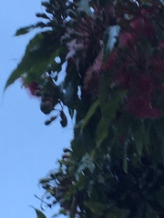 Corymbia ptychocarpa