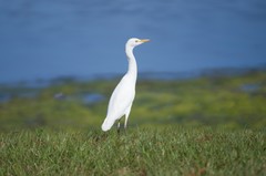Bubulcus ibis image