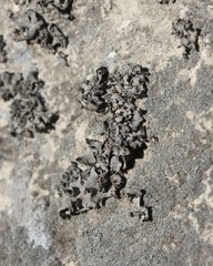 Lathagrium fuscovirens