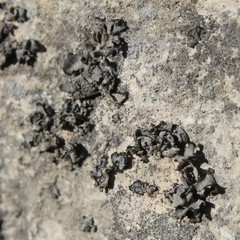 Lathagrium fuscovirens