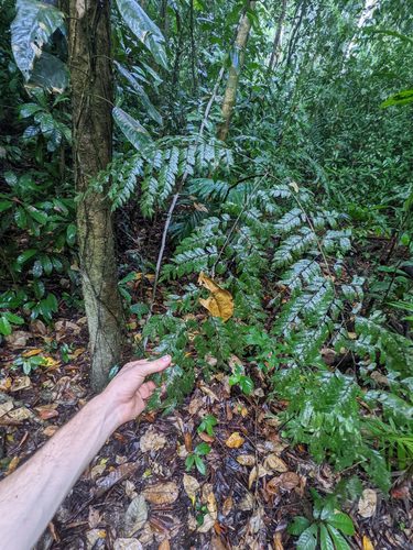 Dilodendron costaricense