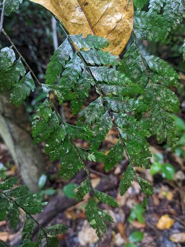 Dilodendron costaricense, photograph 2
