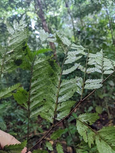 Dilodendron costaricense, photograph 3