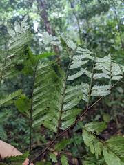 Dilodendron costaricense