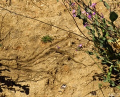 Podarcis virescens
