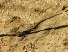 Podarcis virescens