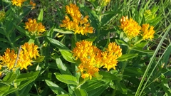 Asclepias tuberosa interior