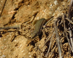 Podarcis virescens