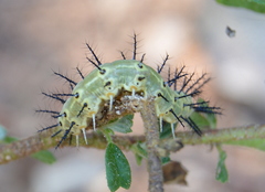 Lophostethus dumolinii