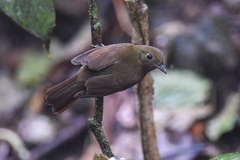 Schiffornis veraepacis