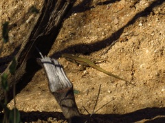 Podarcis virescens