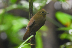 Schiffornis veraepacis