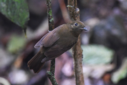 Northern Schiffornis (Schiffornis veraepacis), photo 8