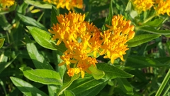 Asclepias tuberosa interior
