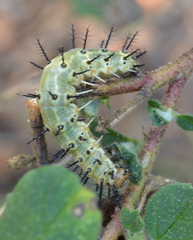 Lophostethus dumolinii