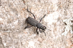 Aegorhinus suturalis