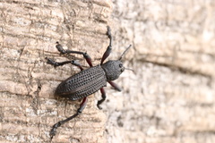 Aegorhinus suturalis