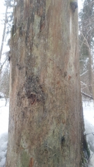 Microcalicium disseminatum