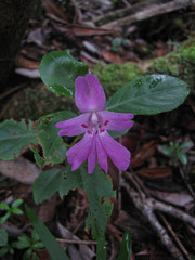 Impatiens firmula