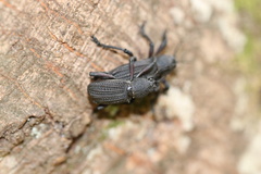 Aegorhinus suturalis
