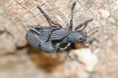 Aegorhinus suturalis