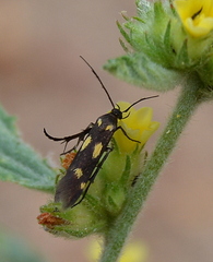 Eretmocera
