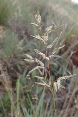 Eragrostis nindensis