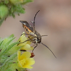 Eretmocera
