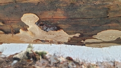 Phellopilus nigrolimitatus