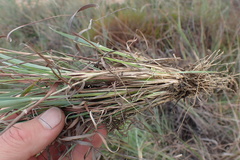 Eragrostis nindensis