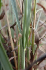 Eragrostis nindensis