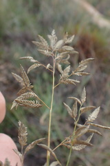 Eragrostis nindensis