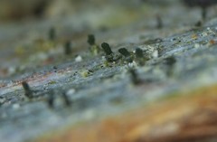 Microcalicium disseminatum