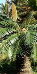 Cycas pectinata