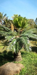 Cycas pectinata