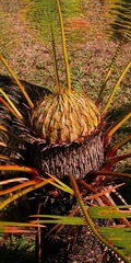 Cycas pectinata