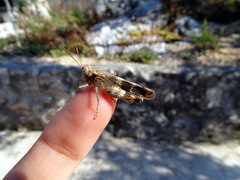 Oedipoda germanica meridionalis